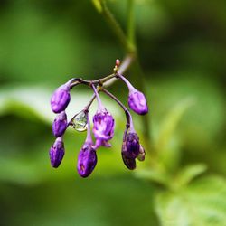 Close-up of purple flowering plant