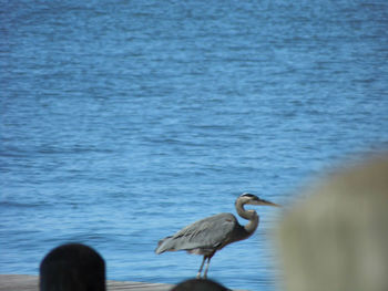 High angle view of gray heron perching on water