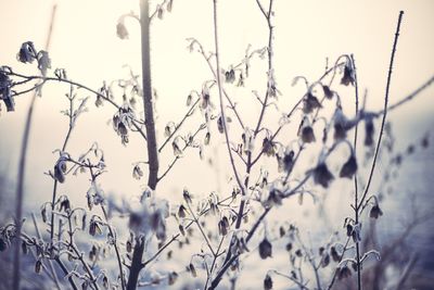 Close-up of dry plants against sky during winter