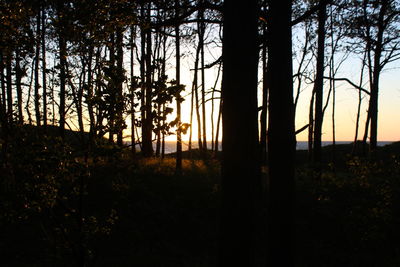 Silhouette trees in forest during sunset