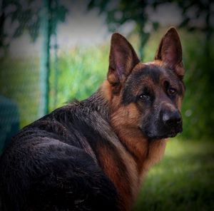 Close-up of dog looking away