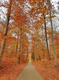 Road amidst trees in forest during autumn