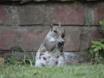 Close-up of squirrel sitting on field