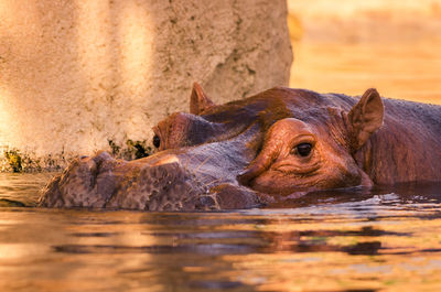 Close-up of hippopotamus swimming in lake