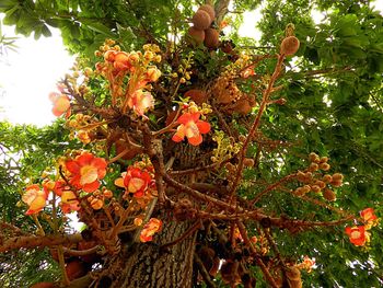 Low angle view of fruits on tree