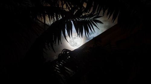 Low angle view of silhouette plants against black background