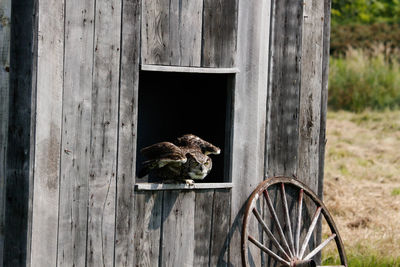 View of a bird on wood