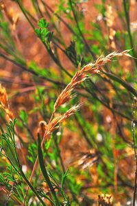 Close-up of wheat growing on field