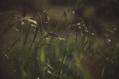 Close-up of plant growing on field