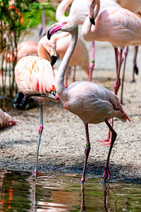 Flamingo strides through his territory