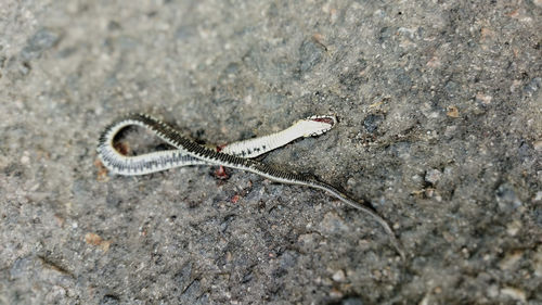 Close-up of lizard on rock