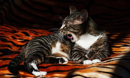 Close-up of cat yawning on bed