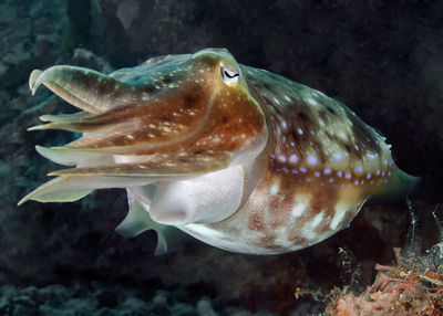 Close-up of fish swimming in sea