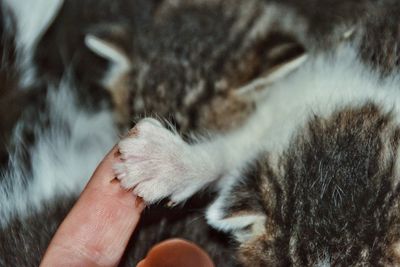 Cropped image of hand holding cat