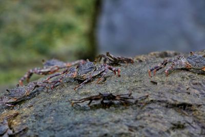 Close-up of dry leaves
