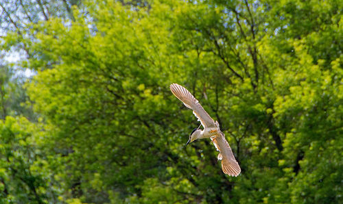 Bird flying in a forest