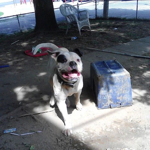 dog, domestic animals, pets, one animal, mammal, animal themes, looking at camera, pet leash, portrait, sitting, full length, pet collar, outdoors, front view, day, standing, no people, street, transportation, front or back yard