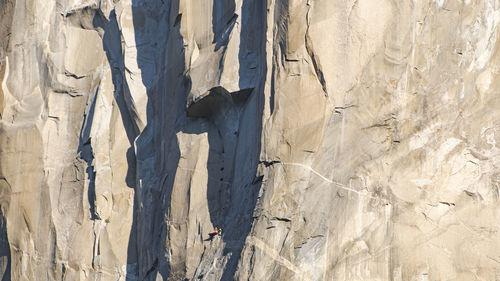 Athlete climbing the great roof on the nose, el capitan, at sunrise