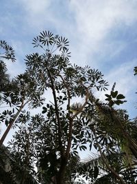 Low angle view of coconut palm tree against sky