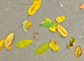 Close-up high angle view of leaves