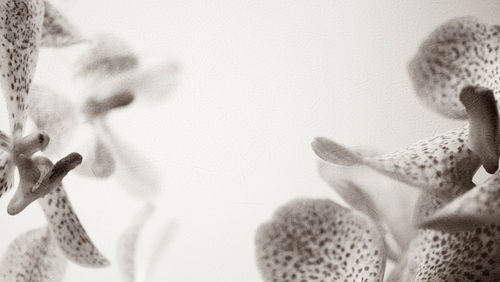 Close-up of cactus flower over white background