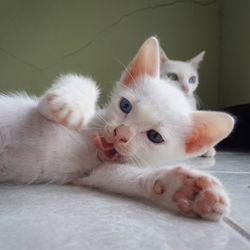 Close-up of kittens on floor