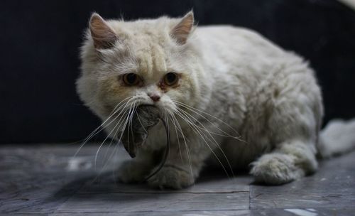 Close-up portrait of a cat