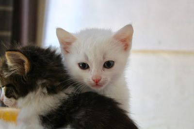 Close-up portrait of white cat at home