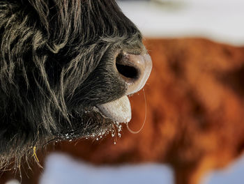 Close-up of scottish highland bull