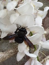 Close-up of insect on white flowering plant