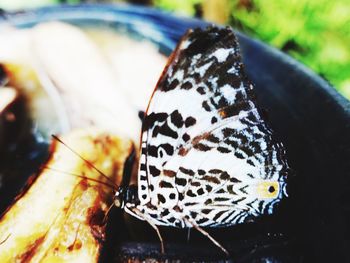 Close-up of butterfly