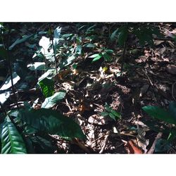 Plants and trees against sky