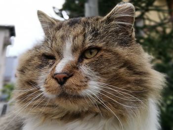 Close-up portrait of cat