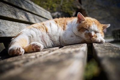 Cat sleeping on bench