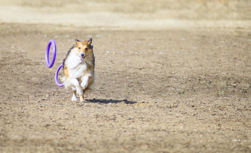 Dog running on road