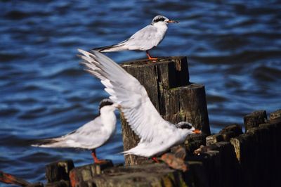 Common tern edwin b forsythe wildlife refuge