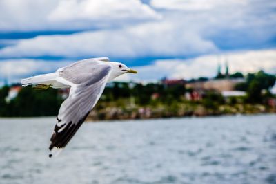 Seagull flying over sea against sky