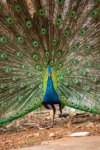 View of peacock