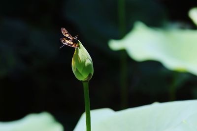 Close-up of insect on flower