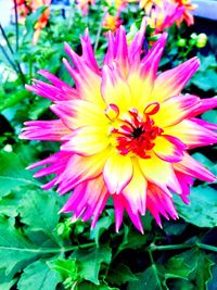 Close-up of pink flower