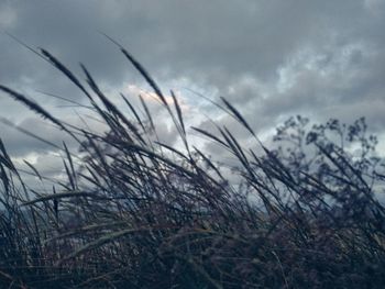 Close-up of stalks against sky