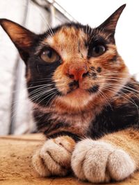 Close-up portrait of a cat looking away