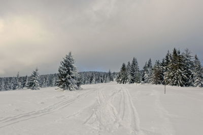 Snow covered land and trees against sky