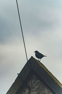 Low angle view of bird perching on roof against sky