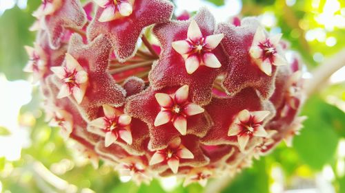 Close-up of pink flowers