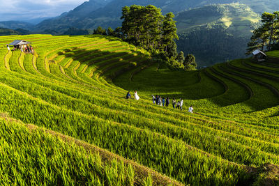 High angle view of man walking on field