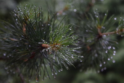 Close-up of raindrops on pine tree