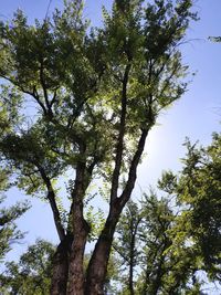 Low angle view of trees in forest against sky