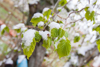Close-up of snow on leaves during winter