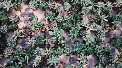 Close-up of ivy growing on plant